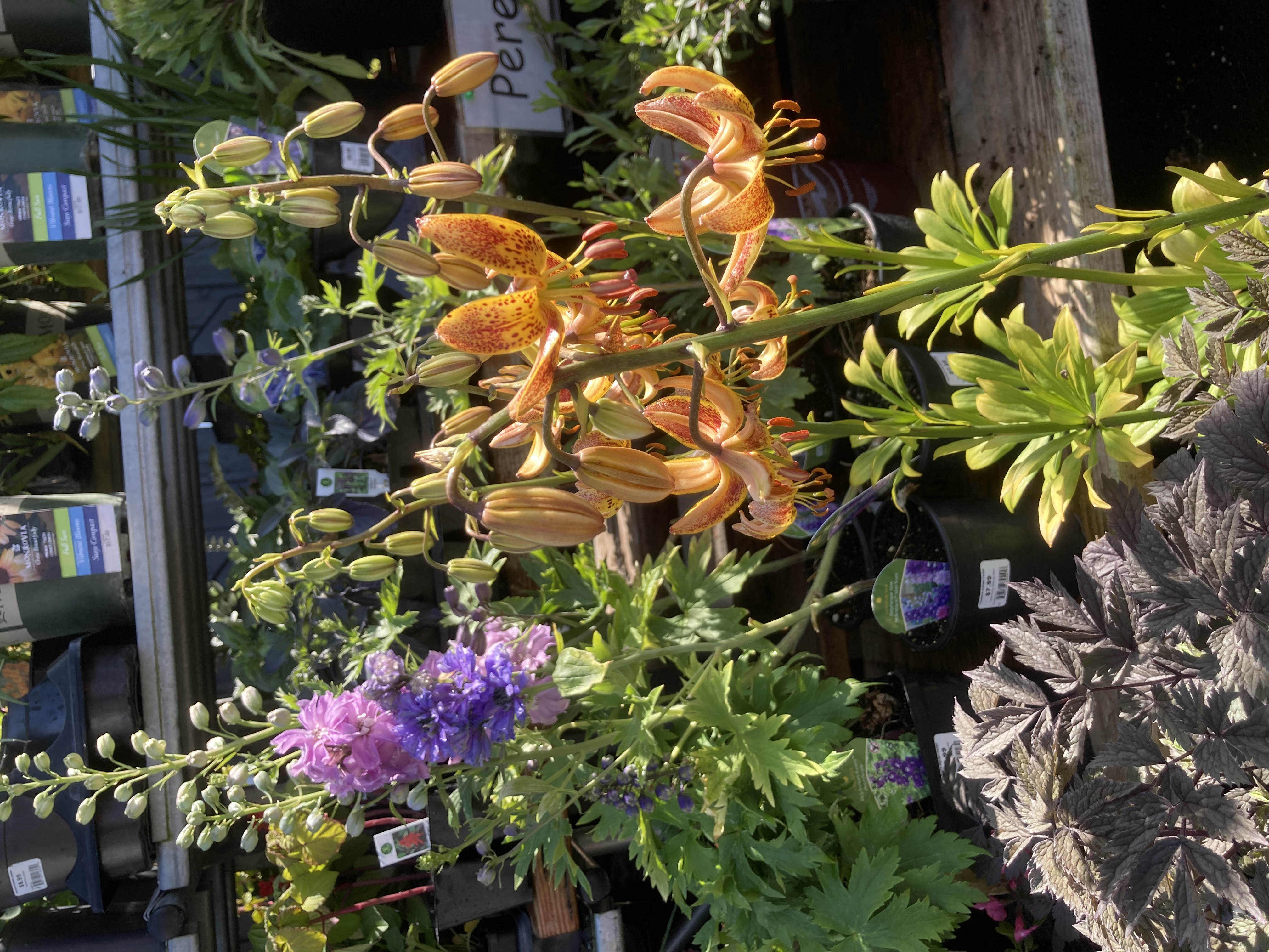 Outdoor Display